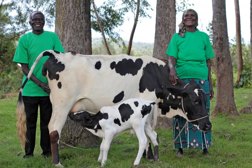 Husband and wife with a cow +heiffer to pass on